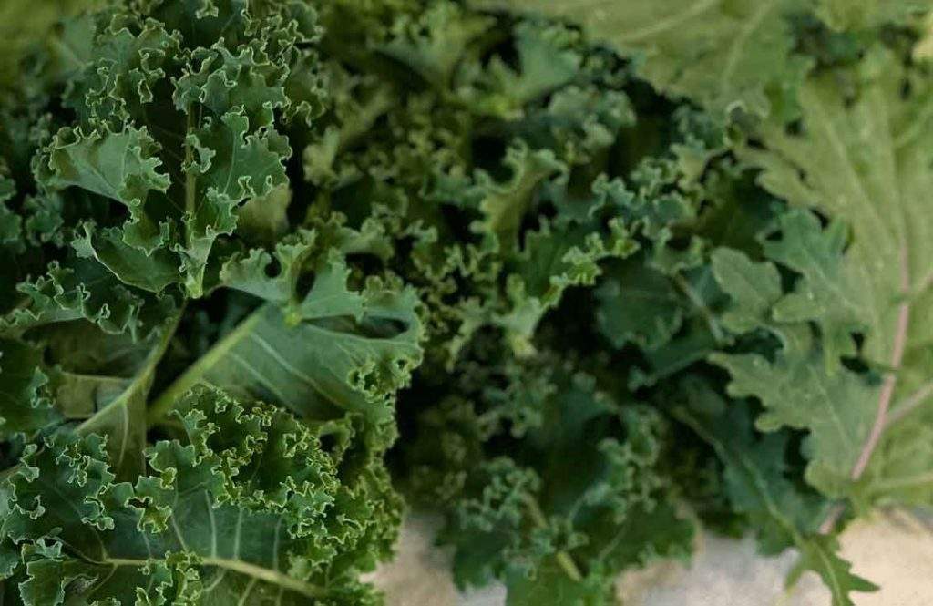 Top 3 Methods to Keep Bugs Off Your Lettuce