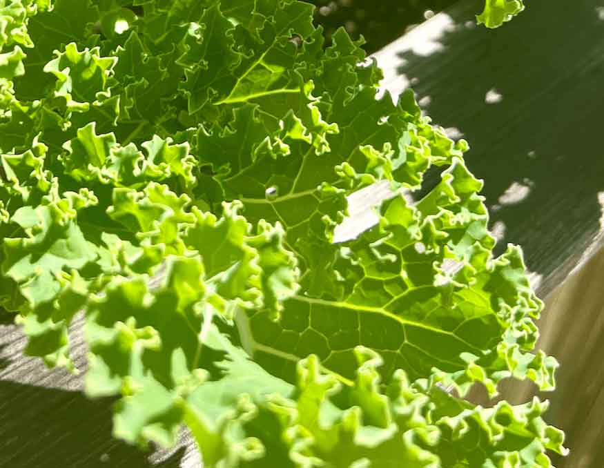 Top 3 Methods  to Keep Bugs Off Your Lettuce